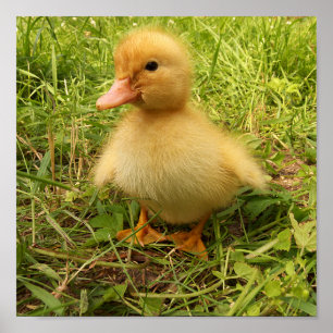 Vögel, Enten, Enten, Enten, Gelb, Natur, niedlich, Poster