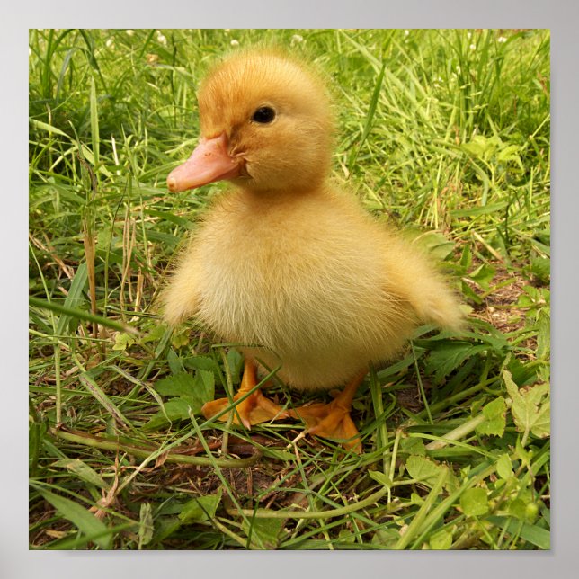 Vögel, Enten, Enten, Enten, Gelb, Natur, niedlich, Poster (Vorne)