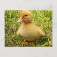 Vögel, Enten, Enten, Enten, Gelb, Natur, niedlich,