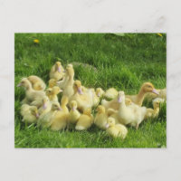 Vögel, Enten, Enten, Enten, Gelb, Natur, niedlich,
