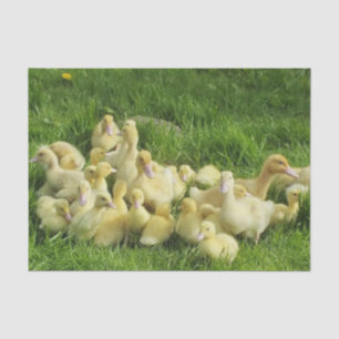 Vögel, Enten, Enten, Enten, Gelb, Natur, niedlich, Seidenpapier