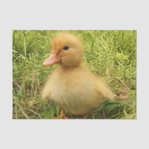 Vögel, Enten, Enten, Enten, Gelb, Natur, niedlich, Seidenpapier