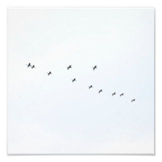 Vögel fliegen auf Sky Fotodruck