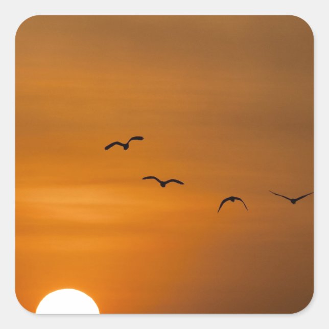 Vögel fliegen bei Sonnenuntergang Quadratischer Aufkleber (Vorderseite)