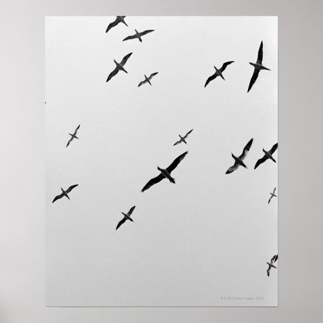 Vögel fliegen poster (Vorne)
