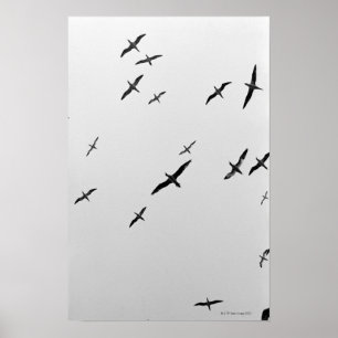 Vögel fliegen poster