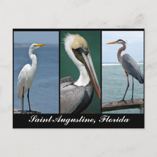 Vögel Floridas Postkarte