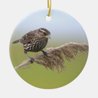 Vogel-Foto-Ornament Keramik Ornament