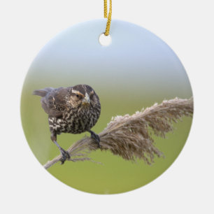 Vogel-Foto-Ornament Keramik Ornament