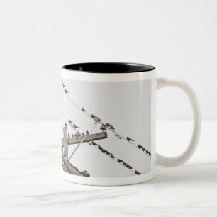 Vögel gehockt auf Drähten Zweifarbige Tasse