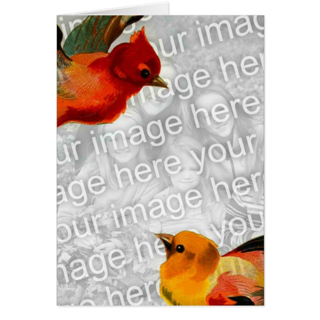 Vögel Ihr Bild hier (Vorne)