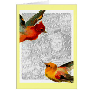 Vögel, Ihr Foto hier