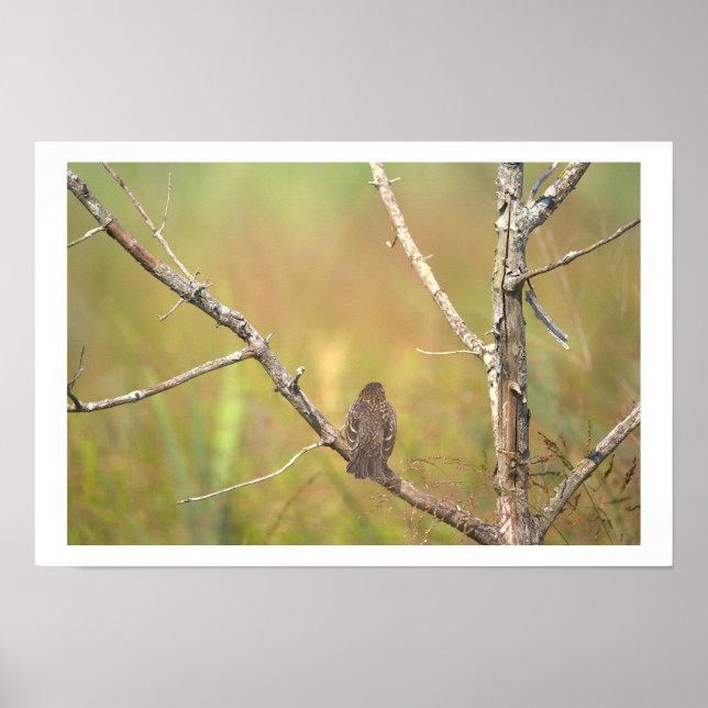 Vogel im Baum Poster (Vorne)
