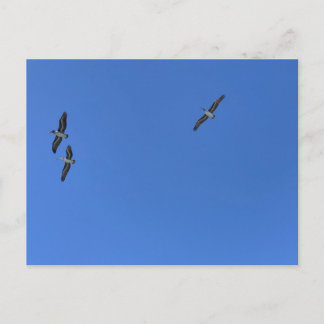 Vögel im Flug gegen blauen Himmel Strandfotografie Postkarte