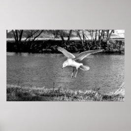 Vögel im Flug  Poster