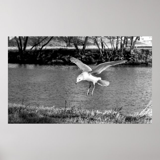 Vögel im Flug  Poster (Vorne)