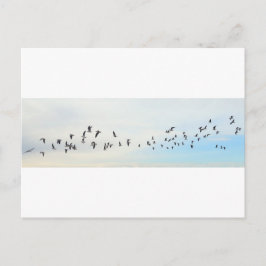 Vögel im Flug Postkarte