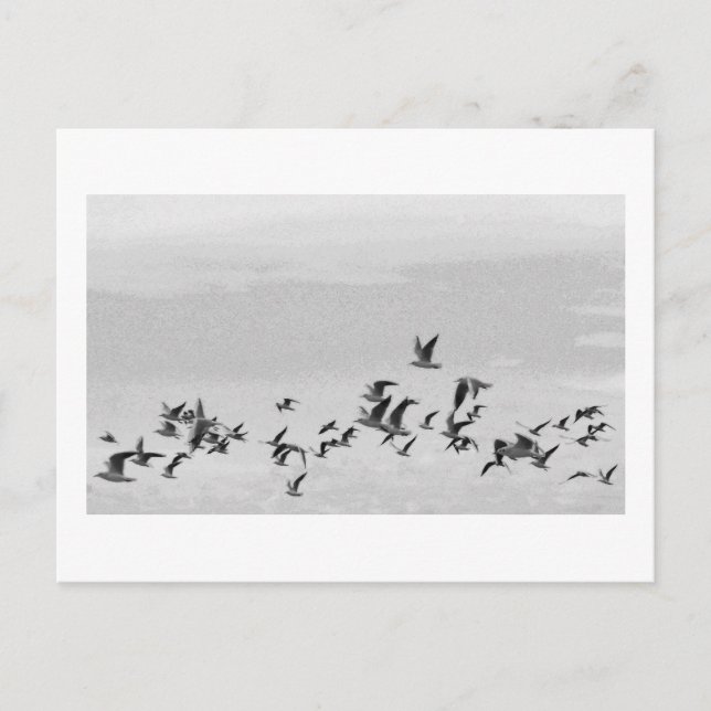 Vögel im Flug Postkarte (Vorderseite)