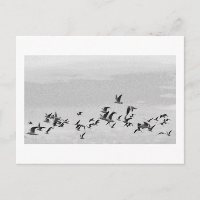 Vögel im Flug Postkarte (Vorderseite)