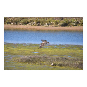 Vogel im Flug über Feuchtgebiete Natur-Wildlife-Fo Fotodruck