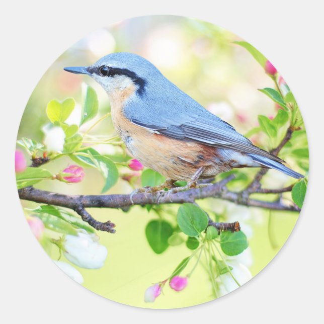 Vögel im Frühling Aufkleber (Vorderseite)