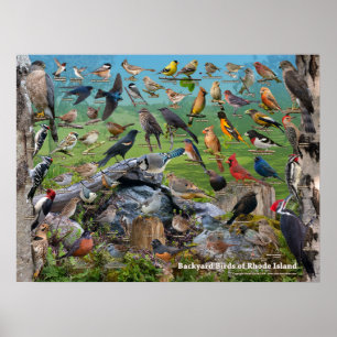Vögel im Hinterhof der Insel Rhode Poster