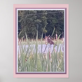 Vogel im hohen Gras Poster