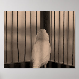 Vogel im Käfig Poster