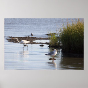 Vögel im Wasserplakat Poster