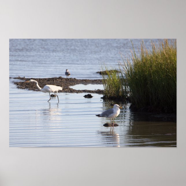 Vögel im Wasserplakat Poster (Vorne)