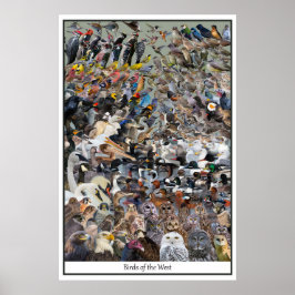 Vögel im Westen Poster