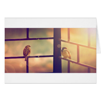 Vögel in der Sonne des Abends