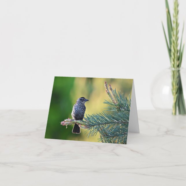 Vogel in einem Kiefernbaum leere notecard. Dankeskarte (Vorderseite)
