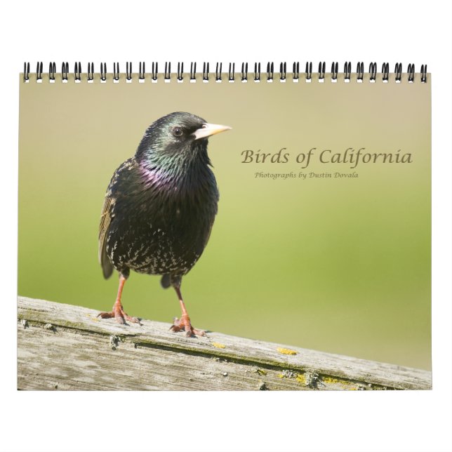 Vögel in Kalifornien Kalender (Titelbild)