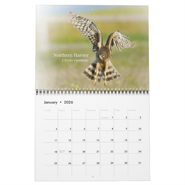 Vögel in Kalifornien - Kalender 2010 (Jan 2026)