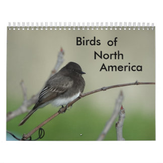 Vögel in Nordamerika 2011 Kalender