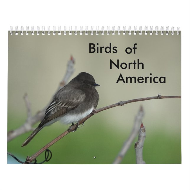 Vögel in Nordamerika 2011 Kalender (Titelbild)