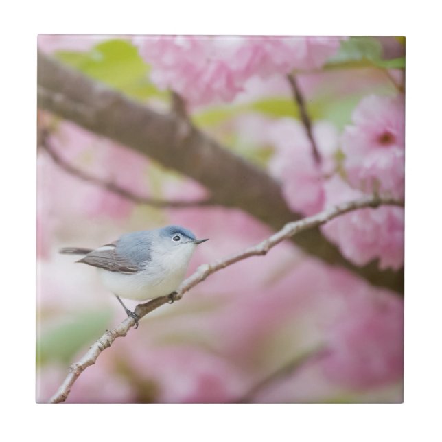 Vogel in rosa Blossom Tree Fliese (Vorderseite)