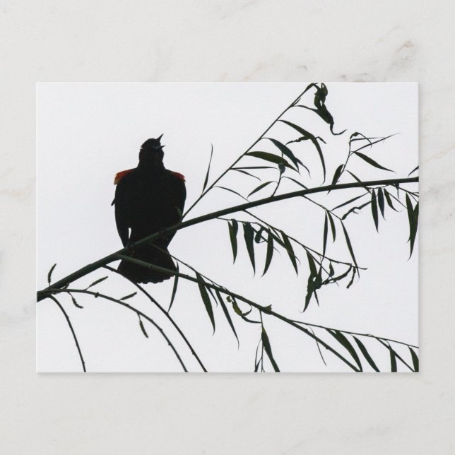 Vogel in Song Postkarte (Vorderseite)