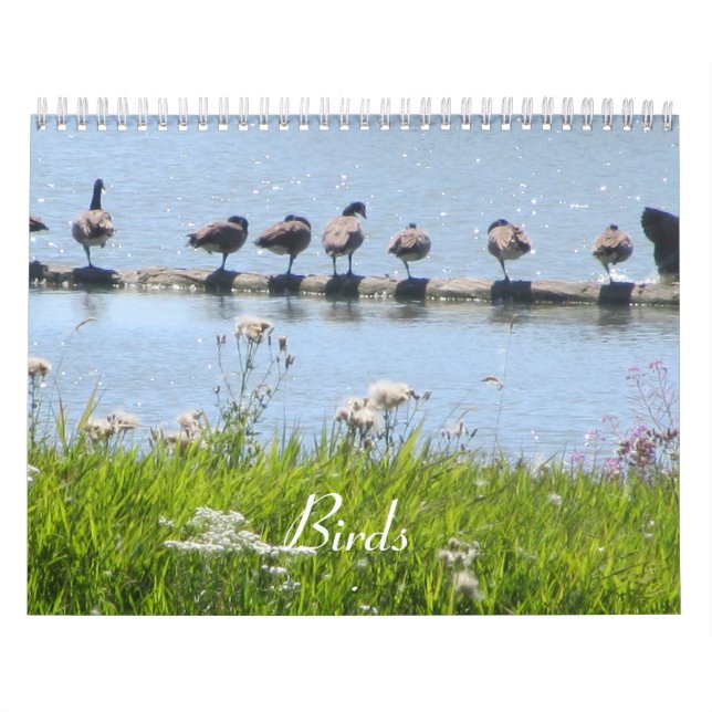 Vögel Kalender (Titelbild)