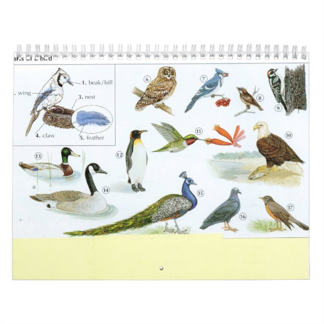 Vogel-Kalender 1 Kalender (Titelbild)