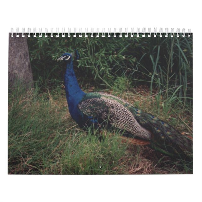 Vogel-Kalender 5 Kalender (Titelbild)