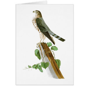 Vögel Le Petit Caporal John Audubon von Amerika