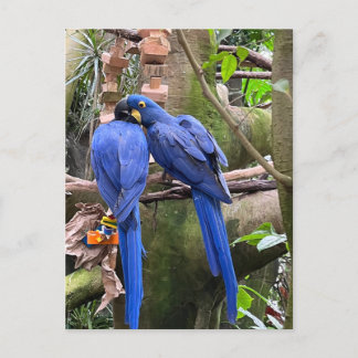 Vögel lieben bei National Aviary Postkarte