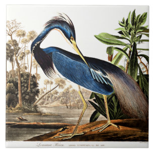 Vogel - Louisiana-Reiher von John James Audubon Fliese
