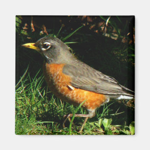 Vogel-Magnet Robins Redbreast Magnet