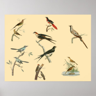 Vogel-Malereiplakat Johann Lebrecht Reinolds Poster