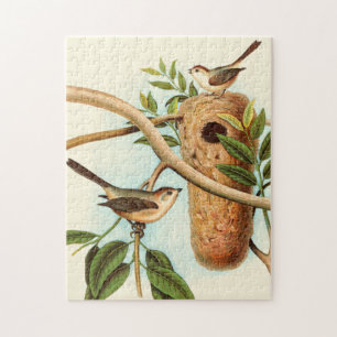 Vogel-Paare auf einem Nest gehockt auf einer