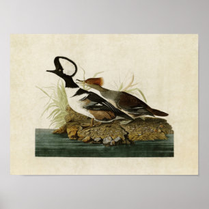 Vögel Platte232% pipe% mit Kapuze Merganser-  von Poster