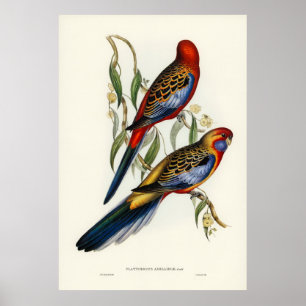 Vögel Poster